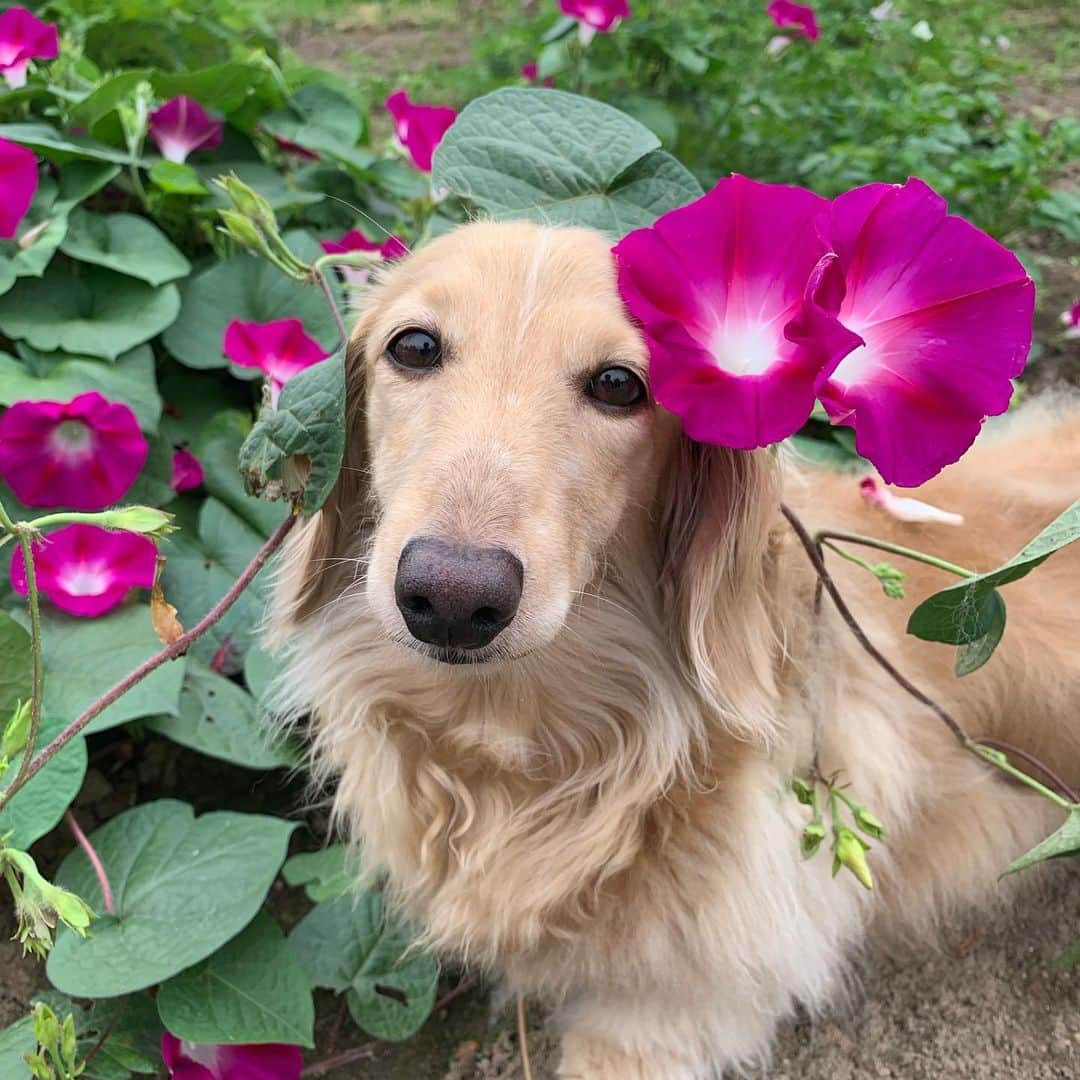 ハッチ＆ニコのインスタグラム：「Good morning ☁️ おは#アサガオ  #カメラ嫌い同好会 #pecoいぬ部 #犬の生活が第一 #癒しわんこ #dachshund #犬バカ部 #短足部 #ふわもこ部 #tokyocameraclub #東京カメラ部」