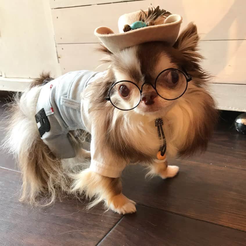 kayoのインスタグラム：「* * どう？ 似合うかな？😂 * * Lychee💗👓 * * #chihuahua#chihuahualove#dogstgram#dog#instadog#チワワ#チワワ大好き * *」