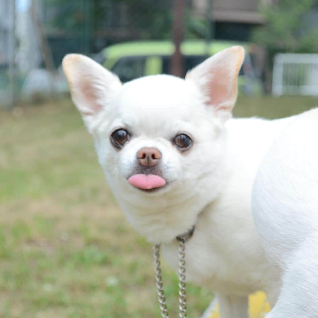 KORIKIのインスタグラム：「おはようございます♪ * #😝 #dogofsapporo #dog, #dogs, #dogstagram,#chihuahua,#犬バカ部,#チワワ,#koriki, #hanadog #白スムチ連合会, #スムチー,  #dogofthedayjp, #dogoftheday  #ilovemydog #instadog #instapet #WhiteChihuahua  #吉娃娃 #치와와  #dogsofinstagram #Chihuahualover  #チワワの輪 #barkbox #WhiteChihuahuaParty #もふもふモフモフ」