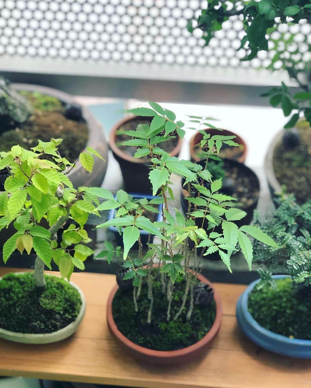 金成公信のインスタグラム：「ハゼノキがいい感じ♪ #ハゼノキ #ハゼ #櫨の木 #寄せ植え #hazenoki #rhustree #japanesewaxtree #盆栽 #bonsai #bonsaijapan #japanesebonsai #wabisabi #bonsailovers #bonsailife #bonsaitree #bonsaiart #bonsaigram #bonsaiworld #plants #tree #greenlife #greenlifestyle」