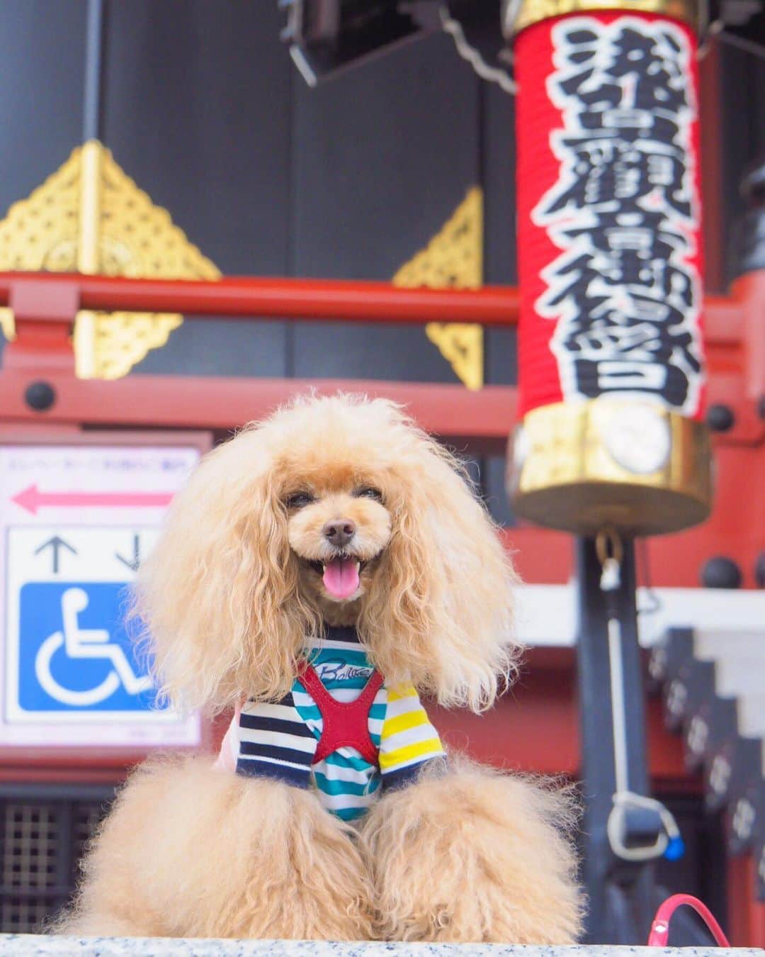 Toypoodle Mikuru?Asakusa Tokyoのインスタグラム：「20190718 Thursday. Good morning! Friends 💕 毎月18日は浅草観音御縁日。 いつもと違う提灯と旗がたってますよ🤗 . ❶ 後縁日提灯 ❷ 略奪肉動画🍖  ❸ オニクダンス ❹ みくるの法則動画。崩れゆく法則😰 . あー サボりたい😪 . #浅草観音後縁日 #略奪肉 #もう梅雨明けでいいよ」