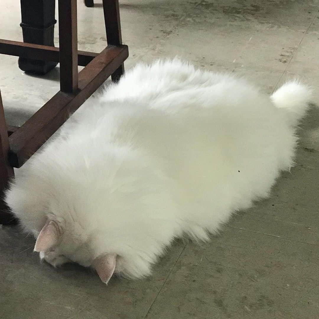 藤代冥砂さんのインスタグラム写真 - (藤代冥砂Instagram)「白い物体。 顔を隠して床で寝ている愛猫ワタくん。 おやうく踏みそうになること度々。  White thing.  Our lovely cat Wata. Almost stepped on. #ワタ #whitethings #cat #whitecat」7月18日 8時19分 - meisafujishiro