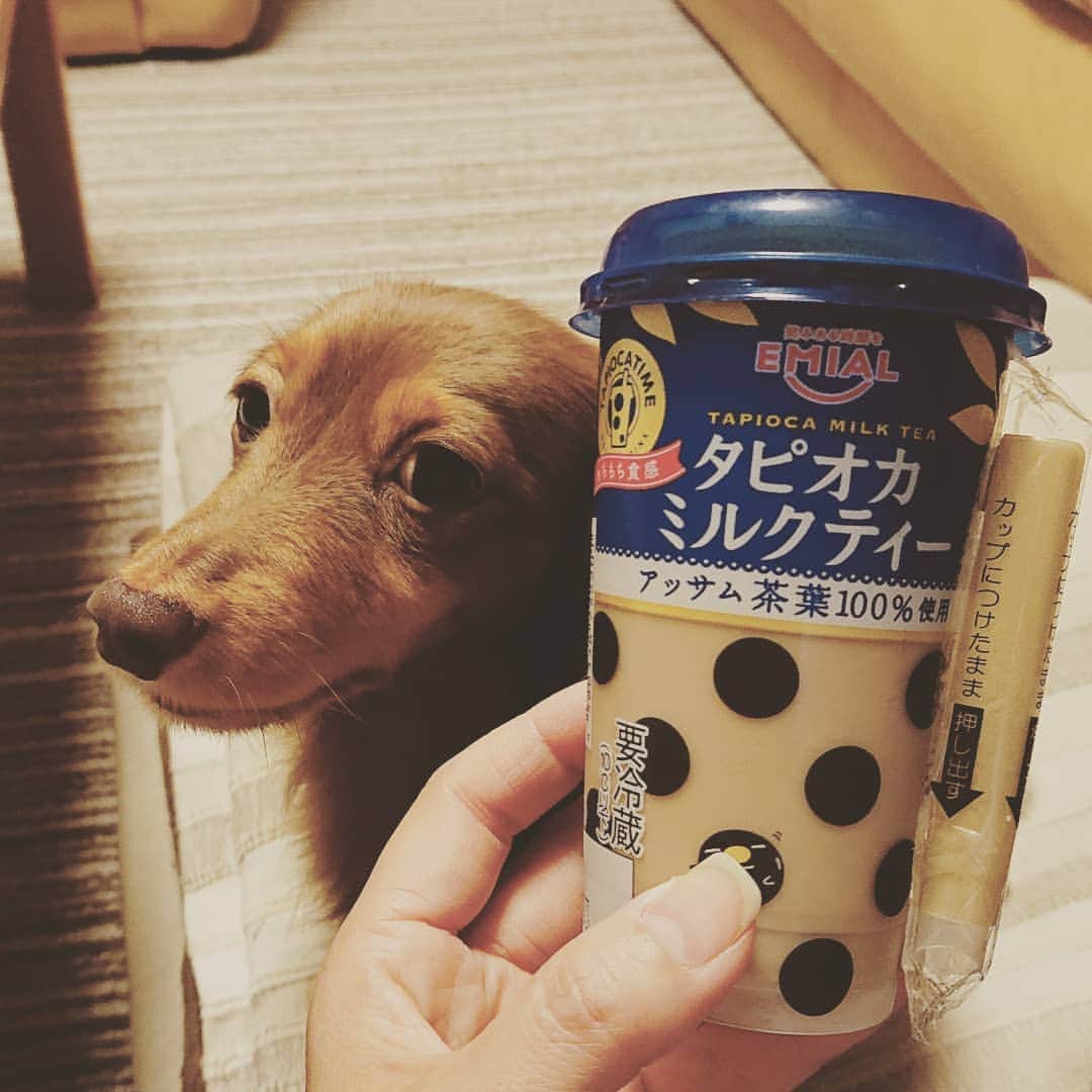 くるみんのインスタグラム：「* 若者が行列するタピオカミルクティー☕ * 興味はあるけど、なかなか並んでまで… と躊躇していたら、スーパーに売っていた‼️ タピオカ、昔流行ったよね。 カエル🐸の卵を想像してしまうのは、私だけだろうか(←やめろ！) * #カニンヘンダックスフント #カニンヘン #カニンヘンダックス #カニンヘンダックスフンド #チョコタンダックス #チョコタン #ダックス多頭飼い #ダックスフント #ダックスフンドカニンヘン #ダックス #タピオカ #タピオカミルクティー #わんこなしでは生きていけません会 #ワンコなしでは生きて行けません会 #いぬばか部 #いぬすたぐらむ #短足部 #dachshundgram #dachshund #dogstagram #dog #inutokyo #instagramdog #instadachs #kyounodachs #kyounowanko #todayswanko #peco犬部 #todayswanko #7pets_1day」