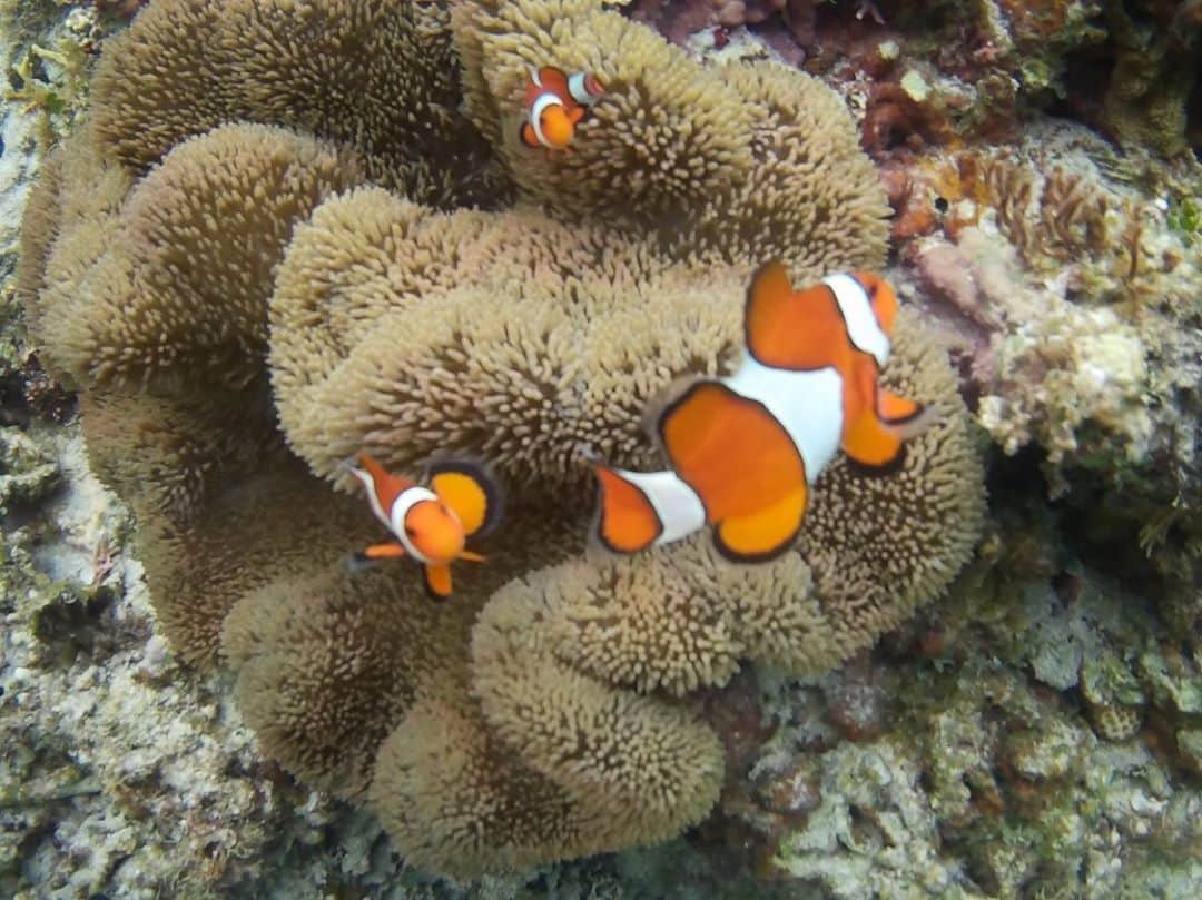 はねゆりさんのインスタグラム写真 - (はねゆりInstagram)「🏝AKA LIFE🏝﻿ ﻿ ﻿ 後原ビーチへ🐠✨﻿ 大潮の日は潮溜まりができて﻿ 珊瑚のラグーンになる🌊﻿ 小魚ちゃんもたくさーん！﻿ カクレクマノミにも会える💓﻿ ﻿ シュノーケリングでもダイビング並みに楽しめちゃうのが﻿ 阿嘉島の素晴らしいところ！﻿ ﻿ たくさん珊瑚があるけど﻿ 気をつけないといけない。﻿ ﻿ 珊瑚には触らない、立たない！﻿ 海で遊ぶ私たちは珊瑚を守らないとね💪﻿ 日焼け止めクリームも珊瑚破壊に繋がるから﻿ 海に入るときはあんまり塗らないようにしてます！﻿ ﻿ 焼きたくないときはラッシュガード！﻿ ﻿ (最後の写真は、休憩中に車の後ろで…)﻿ ﻿ I went to the KUSHIBARU Beach!﻿ There is a tidal pool at low tide.﻿ It is a beautiful coral reef and small fish lagoon🐠﻿ ﻿ ﻿ #akaisland﻿ #kerama﻿ #okinawa﻿ #阿嘉島﻿ #慶良間諸島﻿ #HANAMURO﻿ #ハナムロ」7月18日 8時39分 - chichi_desu