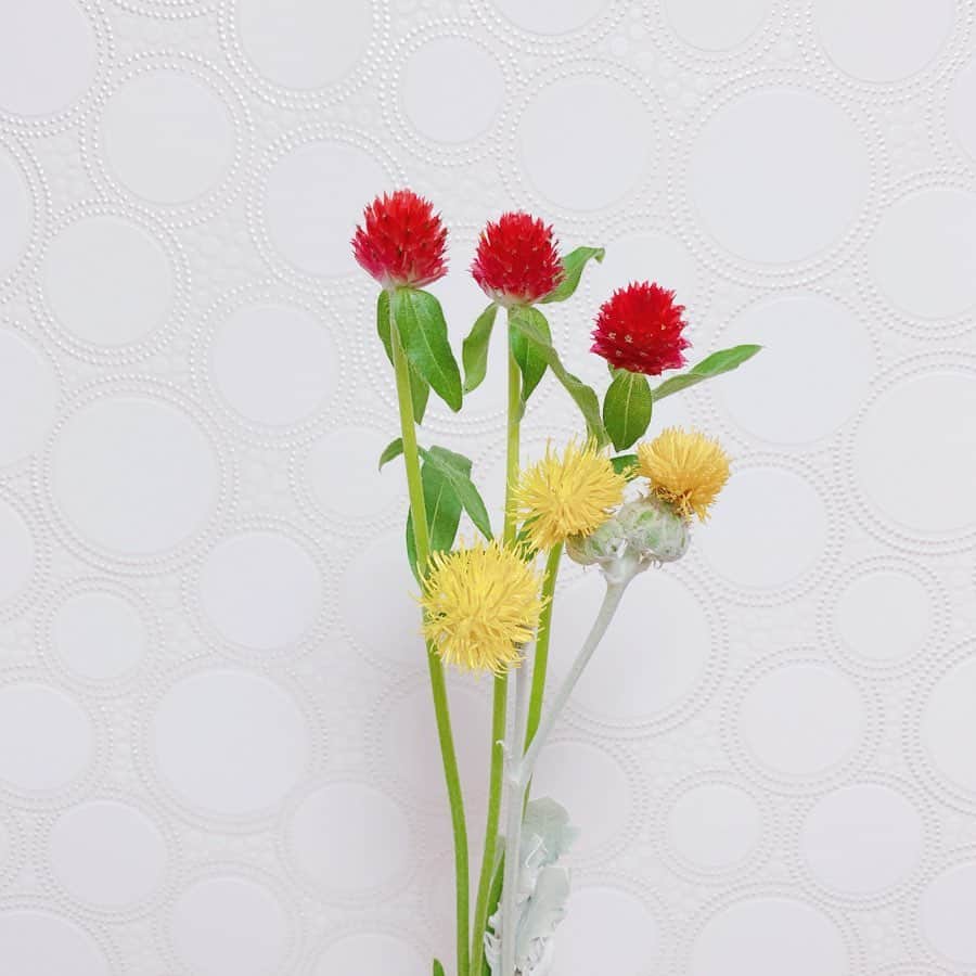 久保陽香さんのインスタグラム写真 - (久保陽香Instagram)「. 最近の#くぼお花  1枚目のお花は 歩太さんの好きそうなお花だなと一目惚れ。 #千日紅 #セントーレアマジックシルバー  2枚目のお花は 綺麗なグリーンにとても惹かれて。 #アナベル #オリエンタルエクレール  3枚目のお花は このお花をお部屋に飾ってみたいと思って。 #ハツユキソウ #ハツユキソウ氷河」7月18日 9時04分 - kubo_haru