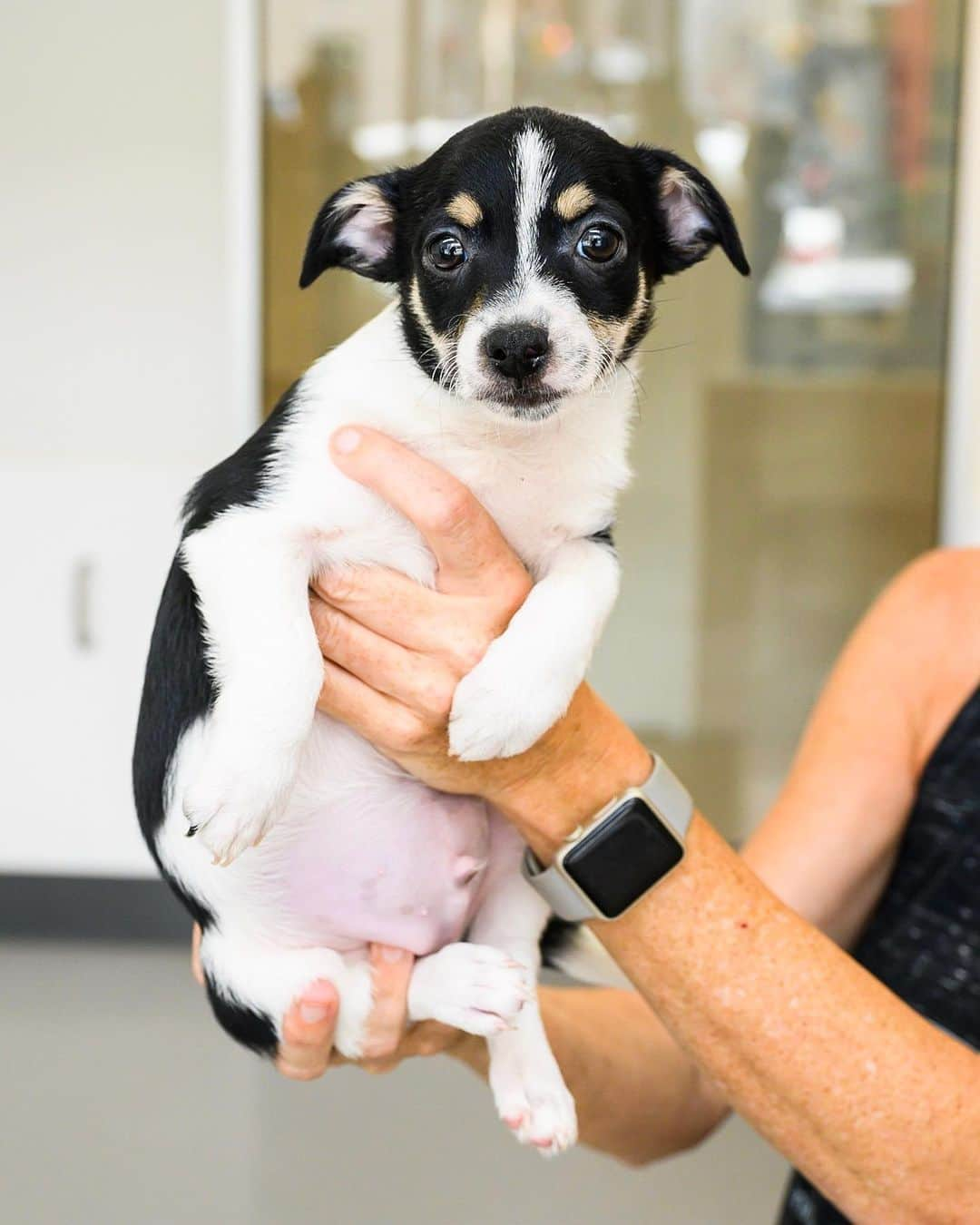 The Dogistさんのインスタグラム写真 - (The DogistInstagram)「ADOPTABLE: Marshal, Chihuahua mix (3 m/o), via @animalhaven, NYC」7月18日 9時06分 - thedogist