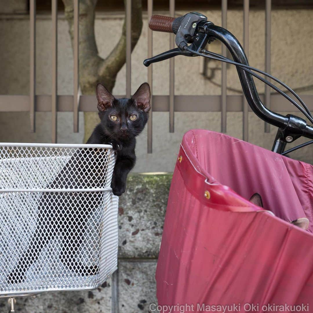 Masayukiさんのインスタグラム写真 - (MasayukiInstagram)「かごが好き。  おはようございます。 Good morning from Tokyo Japan ☁️ #cat #ねこ」7月18日 9時09分 - okirakuoki