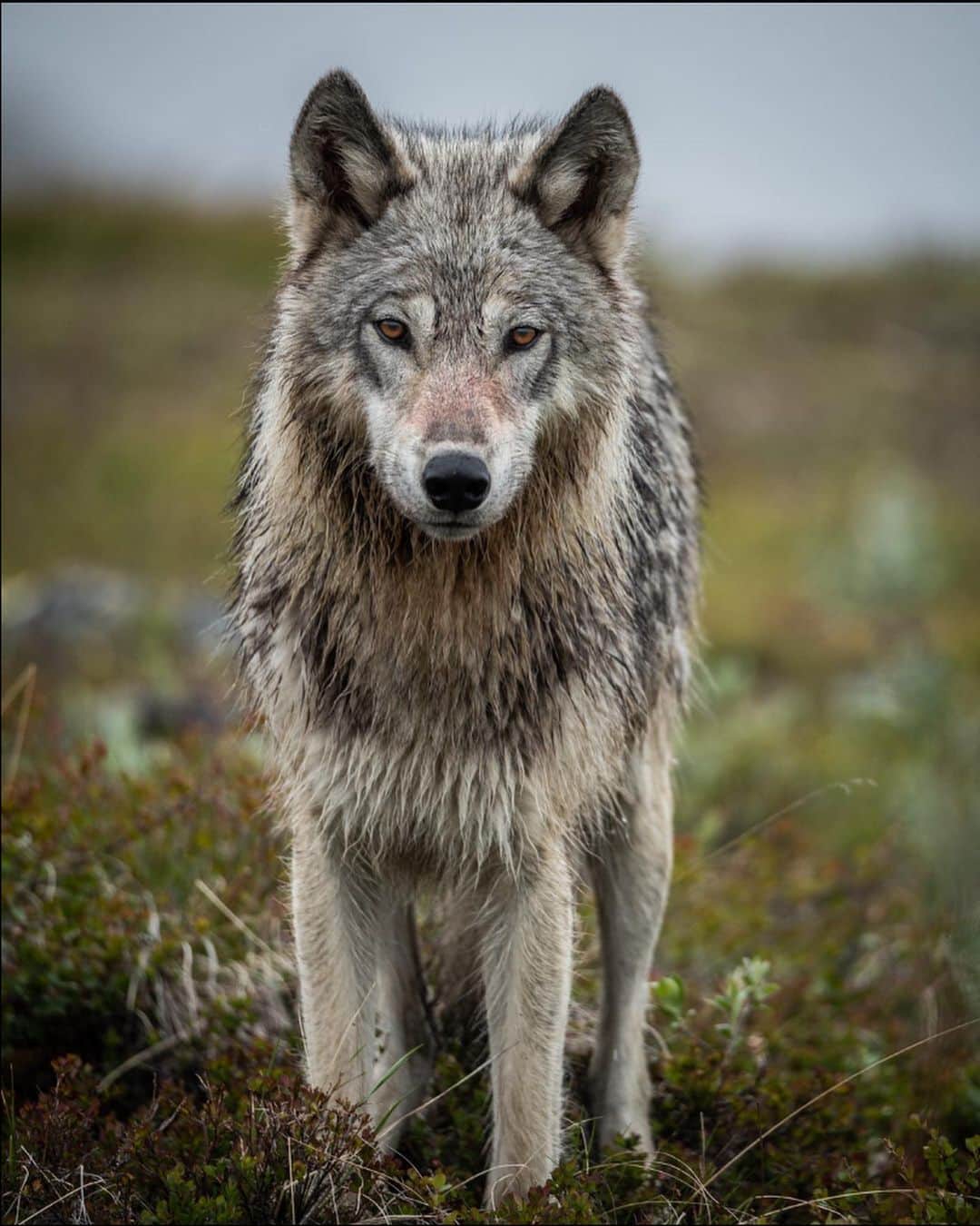 トミー・コールドウェルのインスタグラム：「The Arctic Wildlife Refuge touched my soul  in a way I will not soon forget. Is it worth leaving some places wild so we can remember the impact we as humans have?  There’s a link in my bio to ask your Representative to Vote YES on HR 1146 to stop oil leases in the Arctic Wildlife refuge. Vote happening this July. 📷 @austin_siadak」