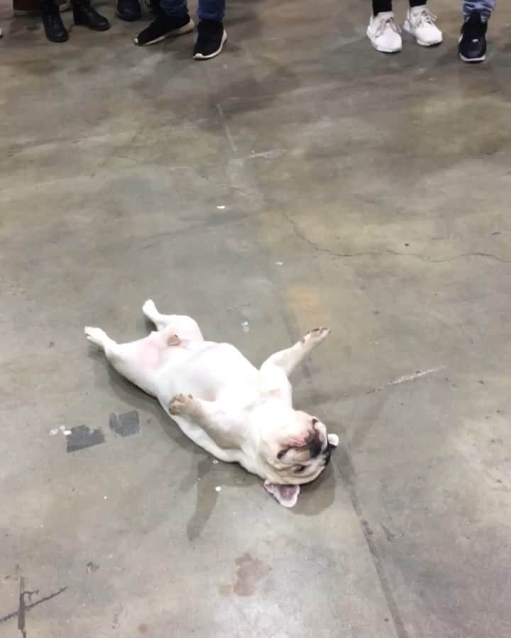 Manny The Frenchieのインスタグラム：「Nothing to see here, just taking a nap during a car show. 🚗 🚘 🚙 #carshow #naptime」