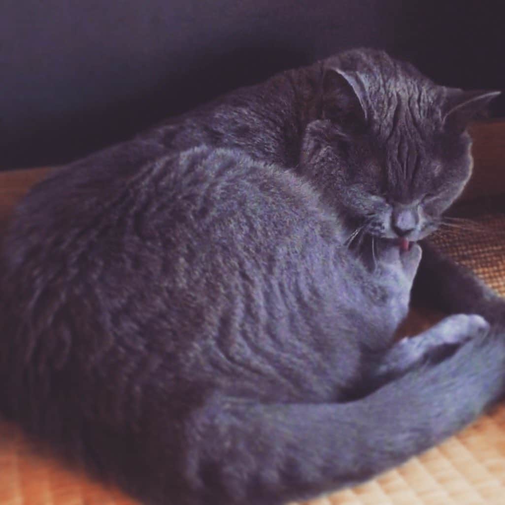 チキン南蛮カレーのルウ王子のグルメインスタ