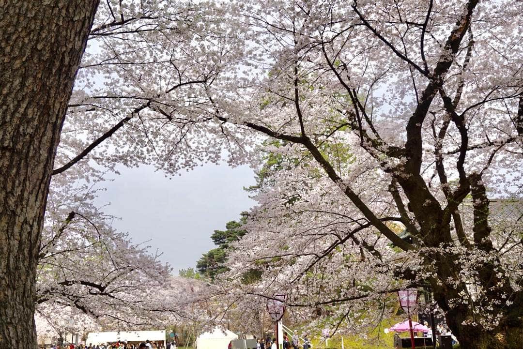 Satoyama推進コンソーシアムさんのインスタグラム写真 - (Satoyama推進コンソーシアムInstagram)「4月下旬からGWにかけて、始まりの季節。 恋愛成就を空に願う。 ※Satoyamaフォトコンテスト2019代理投稿作品  #jtsatoyama2019  #satoyama  #satoumi  #japan  #里山  #里海  #青森  #弘前公園  #桜祭り  #landscape  #photo  #aomori  #hirosakipark  #cherryblossom」7月18日 9時49分 - jt.satoyama_consortium