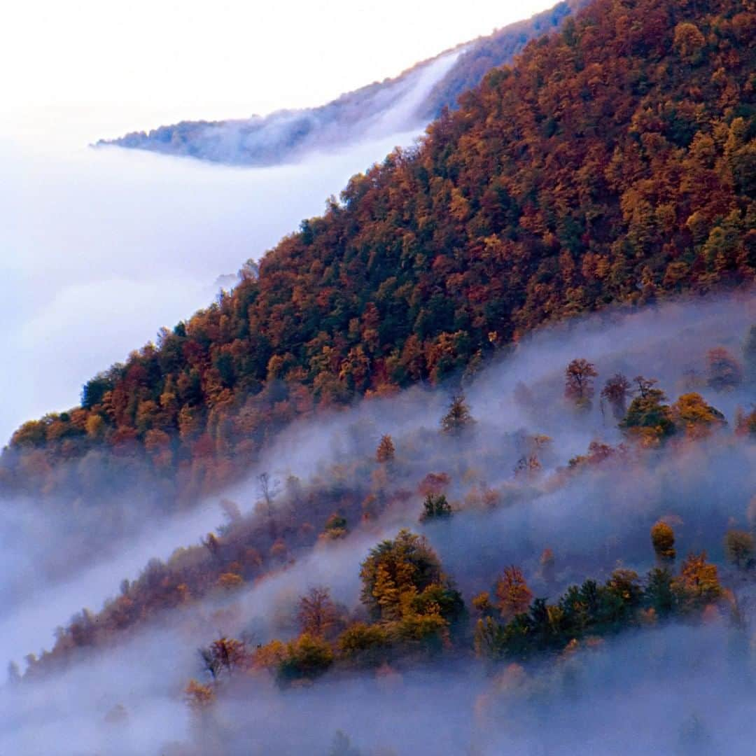 National Geographic Travelさんのインスタグラム写真 - (National Geographic TravelInstagram)「Photo by @babaktafreshi | This view wasn't from the Alps or the Smoky Mountains—this is an October day in northern Iran. This month ,UNESCO announced 29 new World Heritage Sites and one is the Hyrcanian Forests, which stretch 850 km along the southern coast of the Caspian Sea. In that area, the humidity is blocked by the massive Alborz mountain range. The unique forests are 25 to 50 million years old, but are shrinking fast due to human impact and poor management. Now, hope accompanies the UNESCO designation. The Caspian Tiger, now extinct, once roamed the area. But the forests are still home to other large mammals, including Persian leopards, lynx, brown bears, wild boars, wolves, golden jackals, jungle cats, badgers, and otters. Follow me, @babaktafreshi, for more. ⁣#hyrcanianforest #worldheritage #dohezar #iran」7月18日 10時00分 - natgeotravel