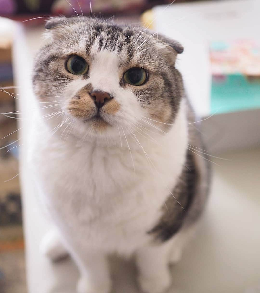 Hitomiさんのインスタグラム写真 - (HitomiInstagram)「2019.07.18  じゃこ、おはよー！ って言うと おはよ~🐱って、返してくれます😳  うちの子 天才かも！😳😍😂 . #おはじゃーくん  #十八番祭 . . #nyancon01 #りぷちんに届け元気玉  #じゃこ#あご肉部 部長🍙 #ブヒブヒ倶楽部 #シブにゃん隊over10jr  #ねこ部#関西ねこ部#ふわもこ部 #ペコねこ部#もちぽよ部#みんねこ#お口まわり玉ねぎ隊#無敵の親バカ同盟 #スタペグラム」7月18日 10時05分 - jako0317