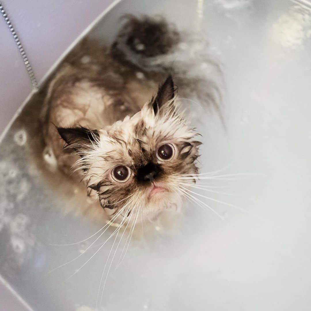清水桜子さんのインスタグラム写真 - (清水桜子Instagram)「のんは桶に浸かってくれないので、人間用浴槽に一緒に入るスタイル入浴。 だいぶ慣れたね。」7月18日 10時11分 - sakuracos