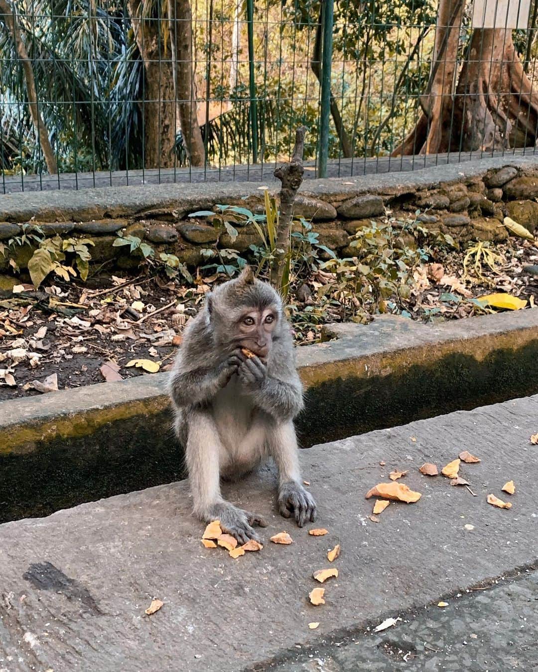 ジョアナ・サンスさんのインスタグラム写真 - (ジョアナ・サンスInstagram)「Qué día tan especial 🐒 #monkeyforestbali #monkey #bali #experiences」7月18日 10時24分 - joanasanz