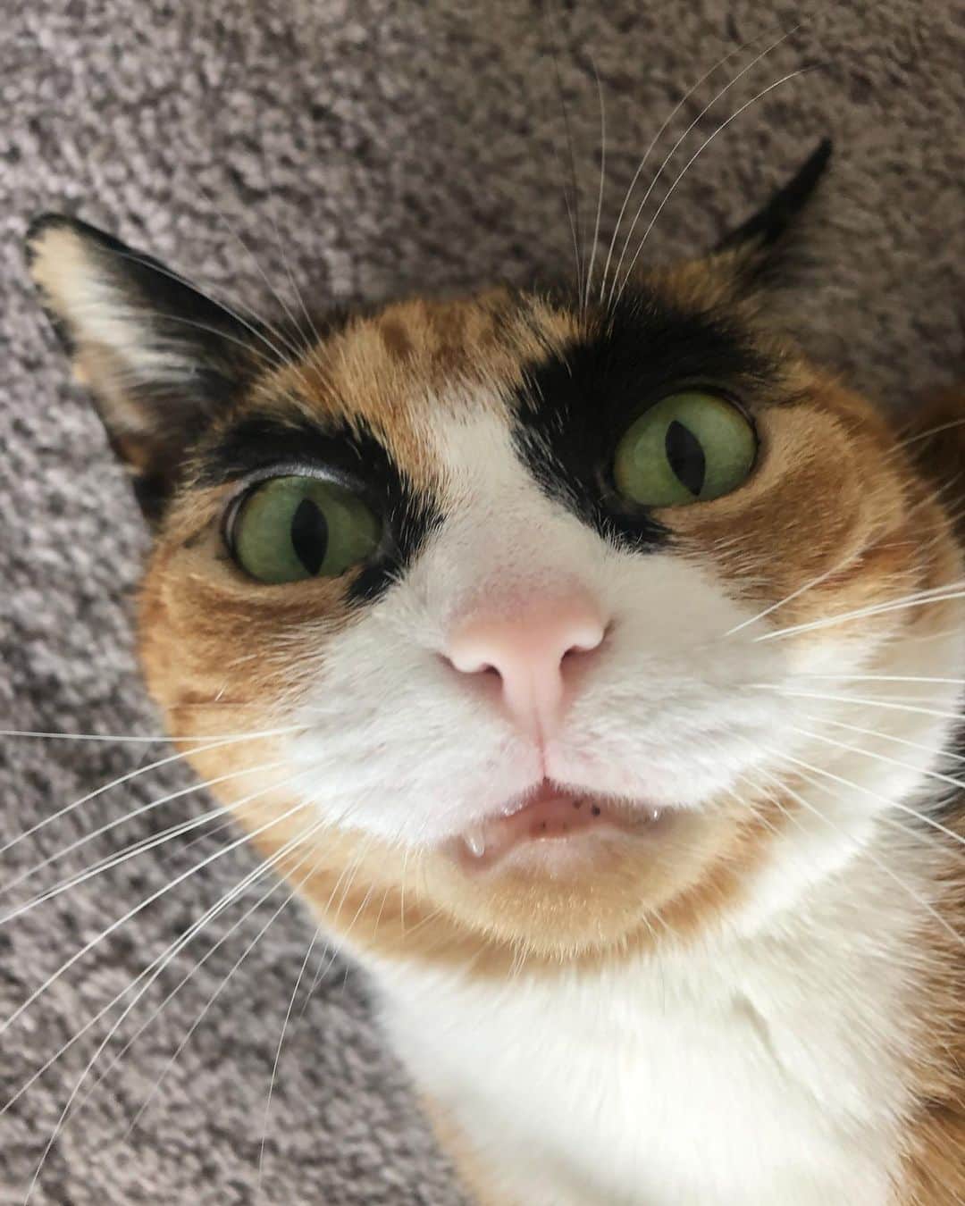 リリーのインスタグラム：「Whisker Wednesday with a side of vampire tooth 😸 #whiskerwednesday」