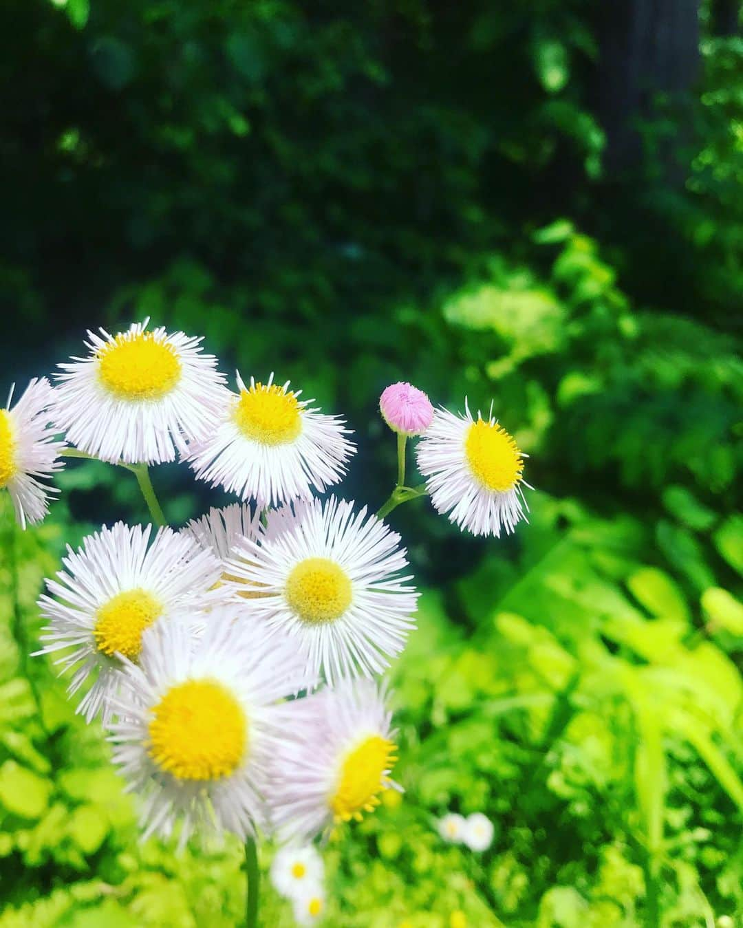 立石純子さんのインスタグラム写真 - (立石純子Instagram)「今日は都心からほど近い♫😋← わたしの育った街 神奈川県秦野市へ向かっています🌈  いろんな景色をお届けできるかなー！  いってきます😊🌸 #立石純子#音楽#日本#ピアノ#弾き語り#シンガーソングライター#自然 #秦野市 #地元 #名水百選 #日本一 #おいしい秦野の水 #丹沢の雫 #nature #forest #water #tasty #yammy  #instalike #instagood #instadaily #like4lik #live #music #love」7月18日 10時47分 - junkokokotateishi