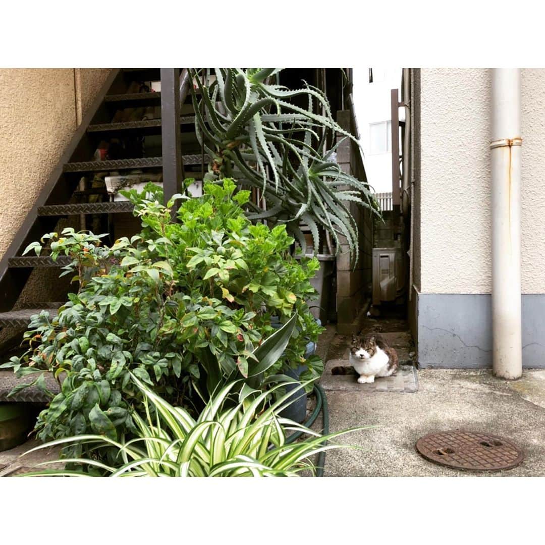 竹中友紀子のインスタグラム：「#今日のにゃんこ  今日はこっち向いてた^ ^ いつもはお顔が反対向いてるから、  にゃん♡  と声をかけるのですが、毎回ビクッとさせてしまいます^^;」