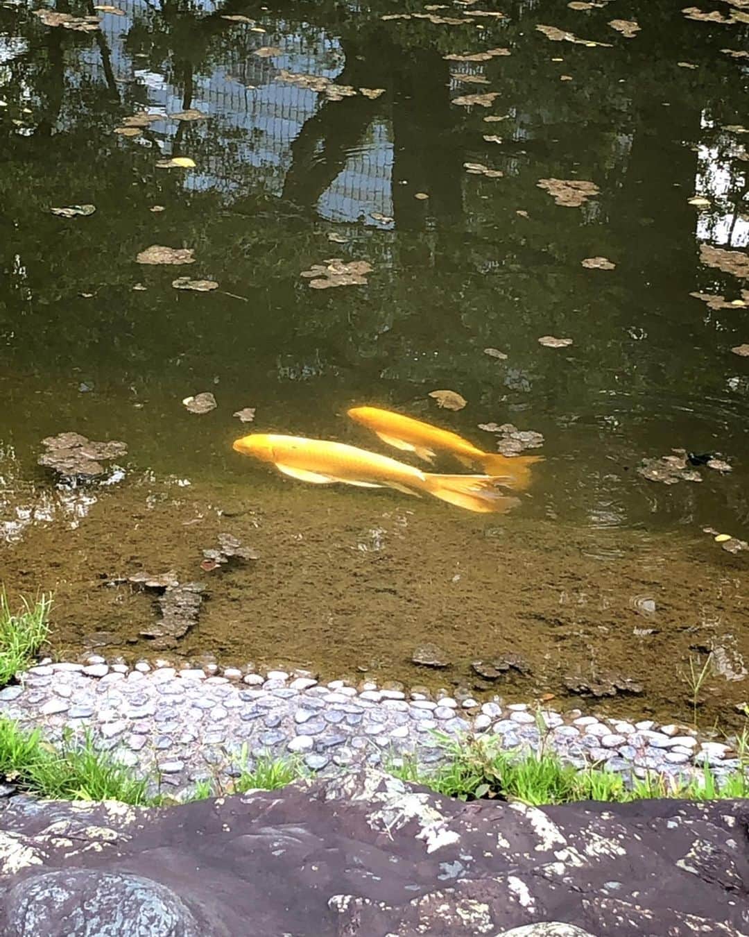 理絵さんのインスタグラム写真 - (理絵Instagram)「金色の鯉  仲良しなのかずっと一緒にいる  #金色の鯉 #黄金の鯉 #鯉 #コイ」7月18日 11時19分 - ____rie____