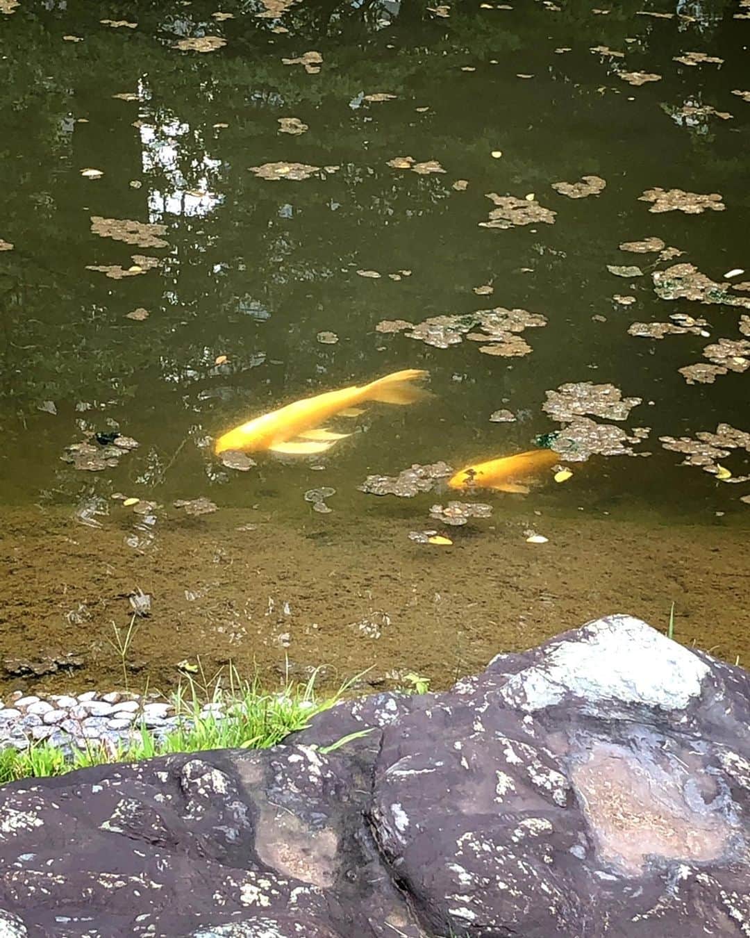 理絵さんのインスタグラム写真 - (理絵Instagram)「金色の鯉  仲良しなのかずっと一緒にいる  #金色の鯉 #黄金の鯉 #鯉 #コイ」7月18日 11時19分 - ____rie____