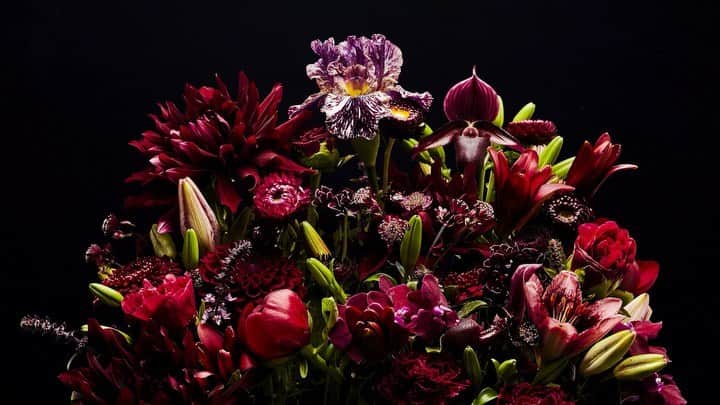 椎木俊介のインスタグラム：「Flowers  #azumamakoto #makotoazuma #shiinokishunsuke #amkk #amkkproject #flowers #flowerart #東信 #東信花樹研究所 #花  #timelapse #60秒 #60s」