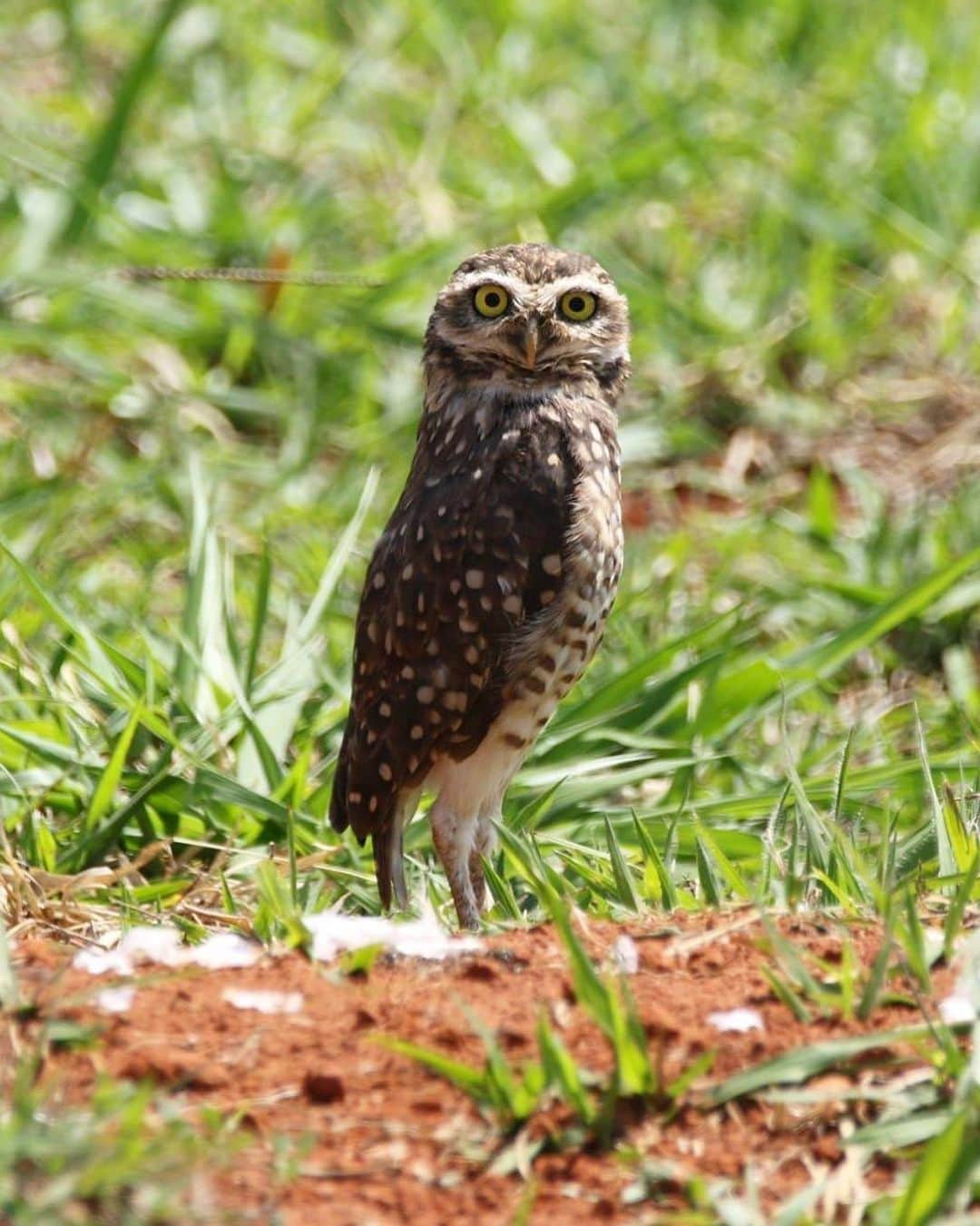 アメリカ自然史博物館さんのインスタグラム写真 - (アメリカ自然史博物館Instagram)「What owl nests underground, has long legs, and is active during the day? If you guessed the Burrowing Owl (Athene cunicularia), you’re correct! It has a wide range across western North America, Central America, and South America, where it lives in open habitats such as deserts or prairies. This unique owl often makes home in old prairie dog and ground squirrel burrows, or in burrows that it digs itself. In fact, if threatened, it’ll run away by foot or compress itself against the ground instead of flying away. Photo: Donald Hobern」7月18日 12時02分 - amnh