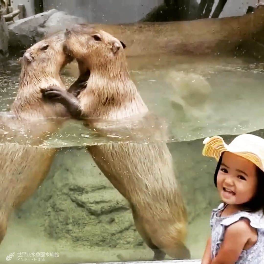 世界淡水魚園水族館 アクア・トト ぎふのインスタグラム：「2019年夏のテレビCMが完成しました！  今回はご来館くださったお客様の動画をお借りして製作いたしました。  笑顔があふれる楽しいCMに仕上がりましたよ！  動画をご提供くださった皆様、誠にありがとうございました！  CMは当館ホームページの「お知らせ・ニュース」からもご覧いただけます。  #アクアトト #アクアトトは15周年 #アクアトトぎふ #アクアトト岐阜」