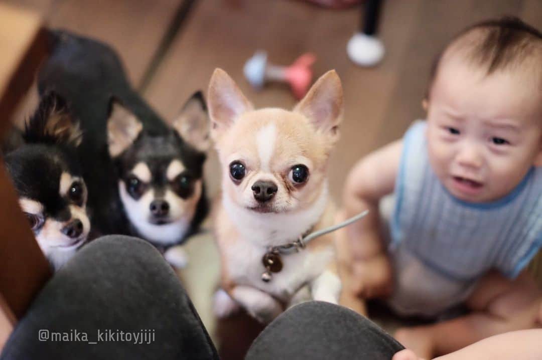 maika_kikitoyjijiさんのインスタグラム写真 - (maika_kikitoyjijiInstagram)「. Jiji&Kiki&Toy&Sou(@gogokonatsu ) . おやつタイム♡ オカンさんはいつだって みんなの人気者なんだな💓 かわいこちゃんたち☺️❤️ . . #餌付け 😂 . #犬と子供 #子供と犬 #instakids #chihuahua #dog #チワワ #犬 #치와와 #weeklyfluff #ふわもこ部 #IGersJP #dogstagram #chihuahuaoftheday #fujifilm #fujifilm_xseries #今日もX日和 #tokyocameraclub #東京カメラ部 #犬バカ部 #whim_fluffy #dog_features #dogsofinstagram #いぬすたぐらむ #犬と赤ちゃん #赤ちゃんと犬 #子育て #双子 #ママスタグラム #twins」7月18日 12時16分 - maika_kikitoyjiji