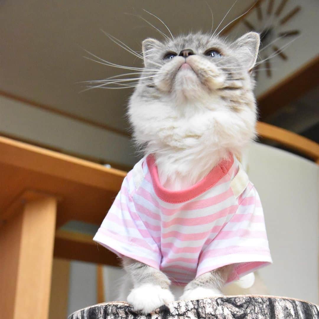 しるこさんのインスタグラム写真 - (しるこInstagram)「2019.7.18 あれ⁇ほとばしるマンチカン疑惑😂 . #ラグドールって猫種で生まれました #十八番祭 この口元がたまらんとです♡ .」7月18日 12時38分 - shirukotan
