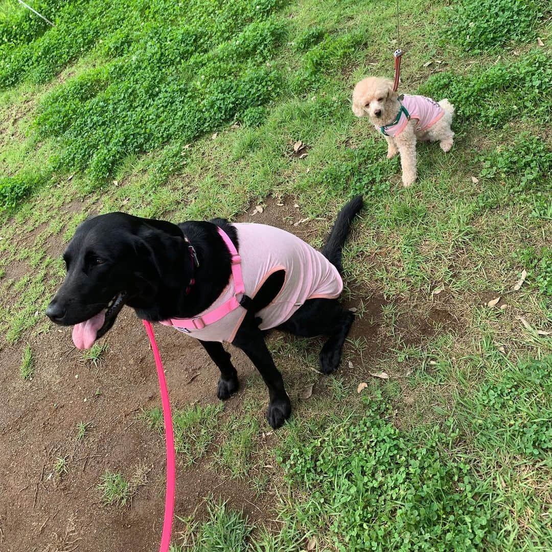 矢田亜希子さんのインスタグラム写真 - (矢田亜希子Instagram)「ペアルック♡ #toypoodle #toypoodleapricot #labrador #lab#トイプードル#ラブラドール#犬服#夏用Tシャツ#クールuvカット#ペアルック#愛犬#犬友」7月18日 12時39分 - akiko_yada