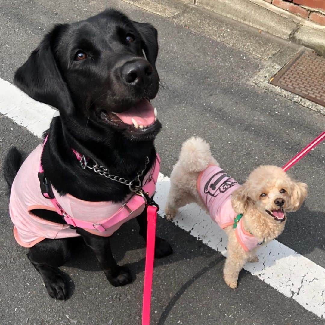 矢田亜希子さんのインスタグラム写真 - (矢田亜希子Instagram)「ペアルック♡ #toypoodle #toypoodleapricot #labrador #lab#トイプードル#ラブラドール#犬服#夏用Tシャツ#クールuvカット#ペアルック#愛犬#犬友」7月18日 12時39分 - akiko_yada