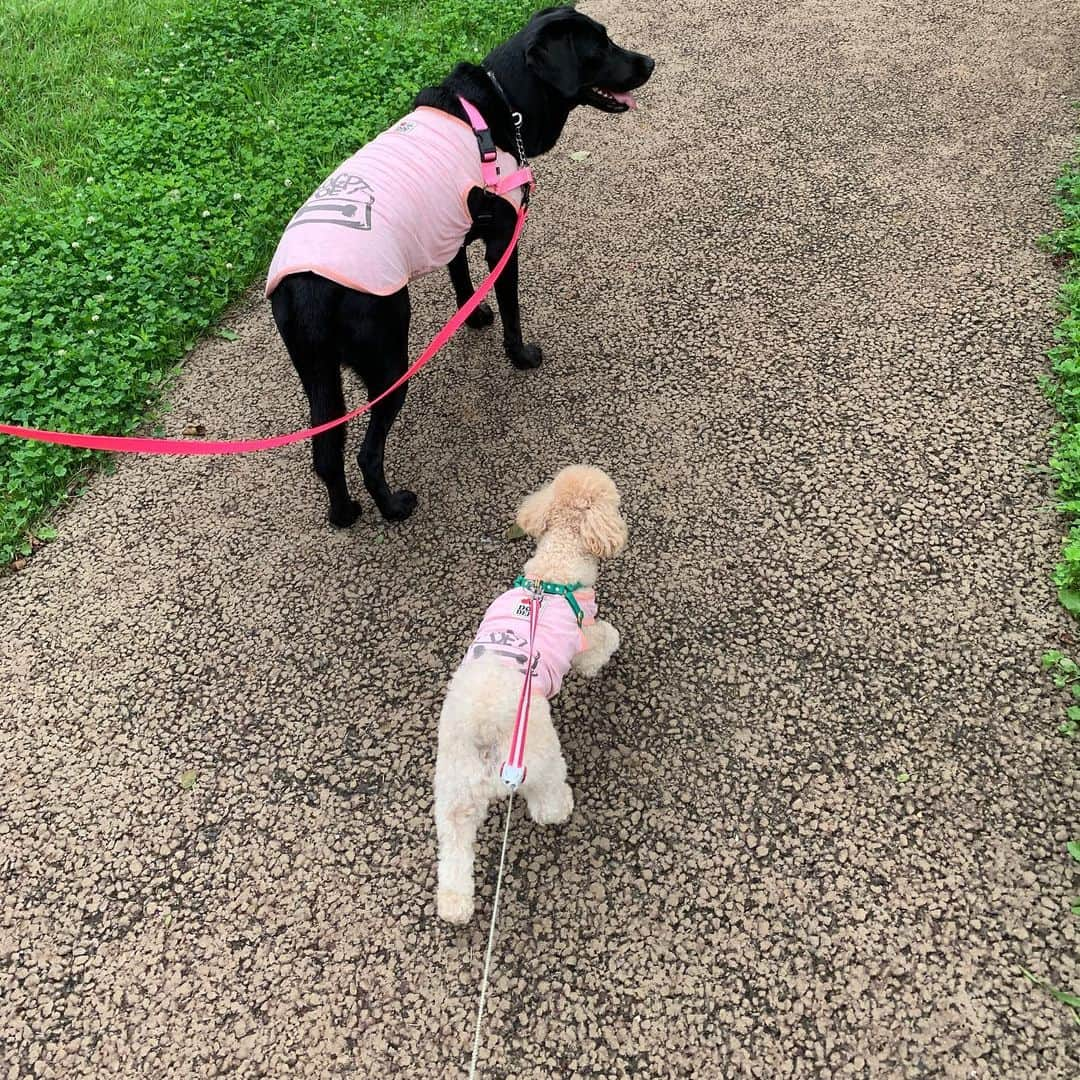 矢田亜希子さんのインスタグラム写真 - (矢田亜希子Instagram)「ペアルック♡ #toypoodle #toypoodleapricot #labrador #lab#トイプードル#ラブラドール#犬服#夏用Tシャツ#クールuvカット#ペアルック#愛犬#犬友」7月18日 12時39分 - akiko_yada