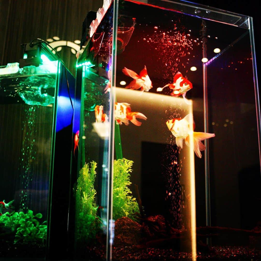 ホテルオーレ　ブロッサモーレのグルメインスタ