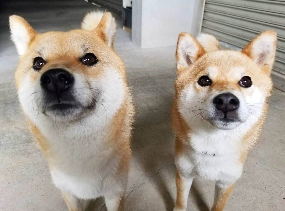 柴犬たま Shibainu Tamaのインスタグラム