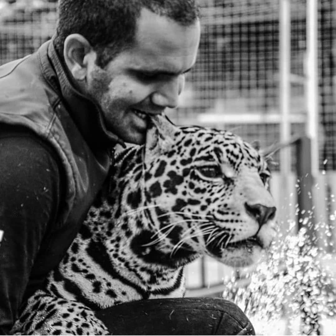 Black Jaguar-White Tiger さんのインスタグラム写真 - (Black Jaguar-White Tiger Instagram)「“No MiniMe, we don’t gnaw on our Kitty...” #MaTzu #SaveJaguars」7月18日 23時54分 - blackjaguarwhitetiger