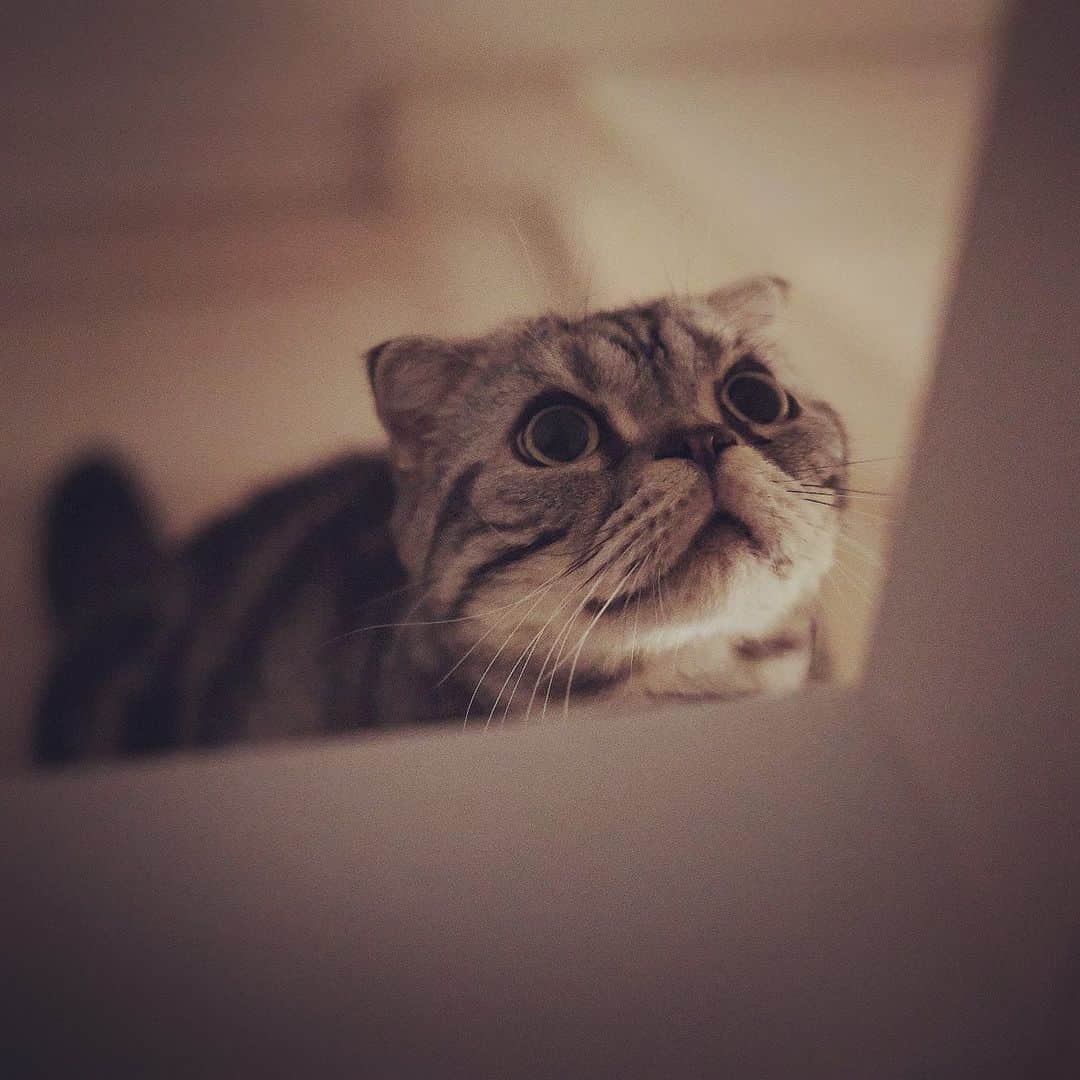 Shishi-maruのインスタグラム：「🐱U……F…O…？ ーーーーーーーーーーーーー 🌺「渋ネコ ししまるさん」ねこのきもちWEB MAGAZINE にて毎週土曜日エッセイの連載中 ーーーーーーーーーーー 📕「ぷっちねこ。」「3匹のちいさな猫を召喚できたなら」「ちいさな猫を召喚できたなら」徳間書店より単行本発売中 ーーーーーーーーーーー ⭐︎ねこ漫画を描いています→@tacos_cat 🐱公式→@chiisanacat 🌺Twitter →@taco_emonemon ーーーーーーーーーーー」