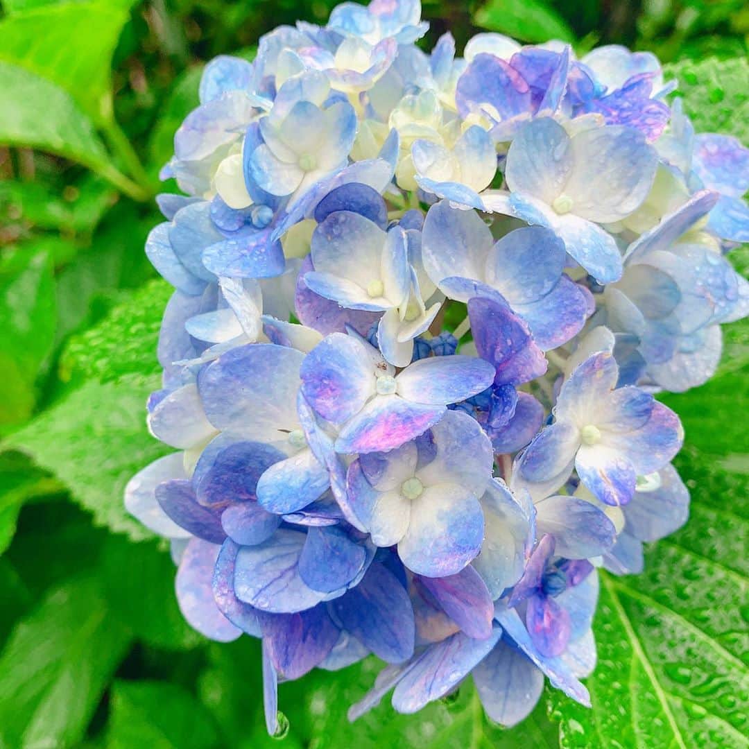 團遥香さんのインスタグラム写真 - (團遥香Instagram)「晴れたらいいな☀️って思うけど、 紫陽花が見られるから雨も好き。」7月18日 22時34分 - haruka_dan_official