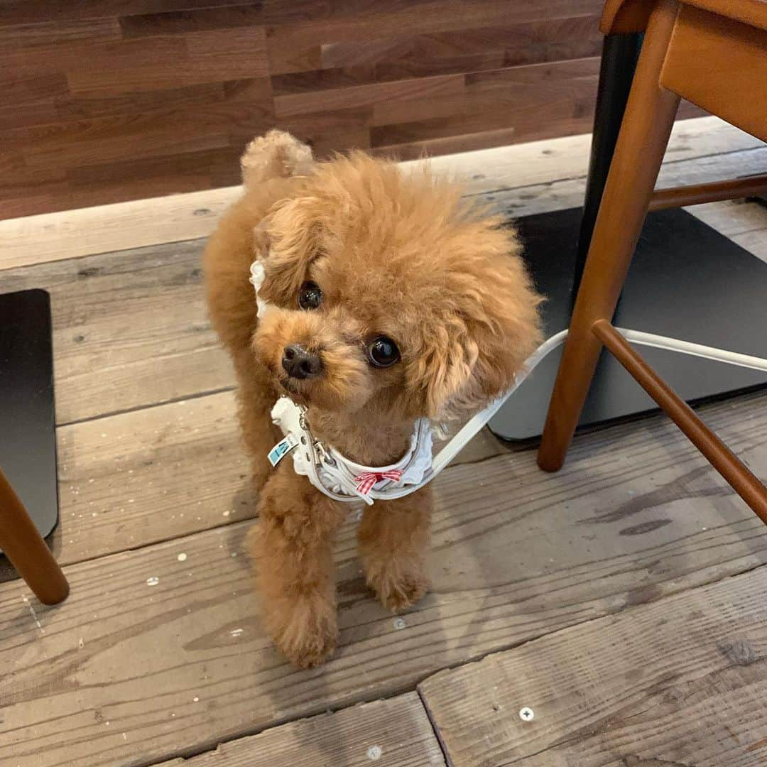 Rubyさんのインスタグラム写真 - (RubyInstagram)「🐶💬 new dog friendly cafes are always welcome 😋 わんこフレンドリーなお店が増えて嬉しいね ㅤㅤㅤㅤㅤㅤㅤㅤㅤㅤㅤㅤㅤ ㅤㅤㅤㅤㅤㅤㅤㅤㅤㅤㅤㅤㅤ ご近所に新しくオープンした @azaburiposo さんへ行きました。 ランチもオヤツタイムもディナーもわんこ店内入店可なのはこれからの暑い季節助かります。 一緒にうつっているイケメンくんはクーちゃん @chanmi.0504 です。イケメンならママの膝に乗っても(数分間なら)ヤキモチ妬かないみたい。女の子がママに近づくと基本怒ります🤣  #yorkie #yorkshireterrier #ヨーキー #ヨークシャテリア #麻布十番 #麻布十番ペット可 #rubyとカフェとわたし」7月18日 22時39分 - ruby_the_yorkie