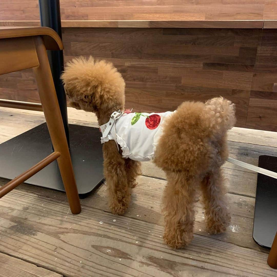 Rubyさんのインスタグラム写真 - (RubyInstagram)「🐶💬 new dog friendly cafes are always welcome 😋 わんこフレンドリーなお店が増えて嬉しいね ㅤㅤㅤㅤㅤㅤㅤㅤㅤㅤㅤㅤㅤ ㅤㅤㅤㅤㅤㅤㅤㅤㅤㅤㅤㅤㅤ ご近所に新しくオープンした @azaburiposo さんへ行きました。 ランチもオヤツタイムもディナーもわんこ店内入店可なのはこれからの暑い季節助かります。 一緒にうつっているイケメンくんはクーちゃん @chanmi.0504 です。イケメンならママの膝に乗っても(数分間なら)ヤキモチ妬かないみたい。女の子がママに近づくと基本怒ります🤣  #yorkie #yorkshireterrier #ヨーキー #ヨークシャテリア #麻布十番 #麻布十番ペット可 #rubyとカフェとわたし」7月18日 22時39分 - ruby_the_yorkie