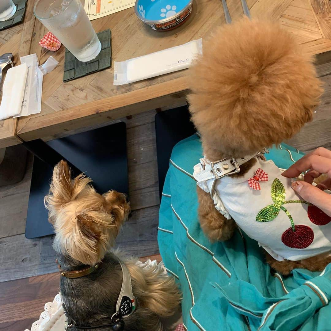 Rubyさんのインスタグラム写真 - (RubyInstagram)「🐶💬 new dog friendly cafes are always welcome 😋 わんこフレンドリーなお店が増えて嬉しいね ㅤㅤㅤㅤㅤㅤㅤㅤㅤㅤㅤㅤㅤ ㅤㅤㅤㅤㅤㅤㅤㅤㅤㅤㅤㅤㅤ ご近所に新しくオープンした @azaburiposo さんへ行きました。 ランチもオヤツタイムもディナーもわんこ店内入店可なのはこれからの暑い季節助かります。 一緒にうつっているイケメンくんはクーちゃん @chanmi.0504 です。イケメンならママの膝に乗っても(数分間なら)ヤキモチ妬かないみたい。女の子がママに近づくと基本怒ります🤣  #yorkie #yorkshireterrier #ヨーキー #ヨークシャテリア #麻布十番 #麻布十番ペット可 #rubyとカフェとわたし」7月18日 22時39分 - ruby_the_yorkie