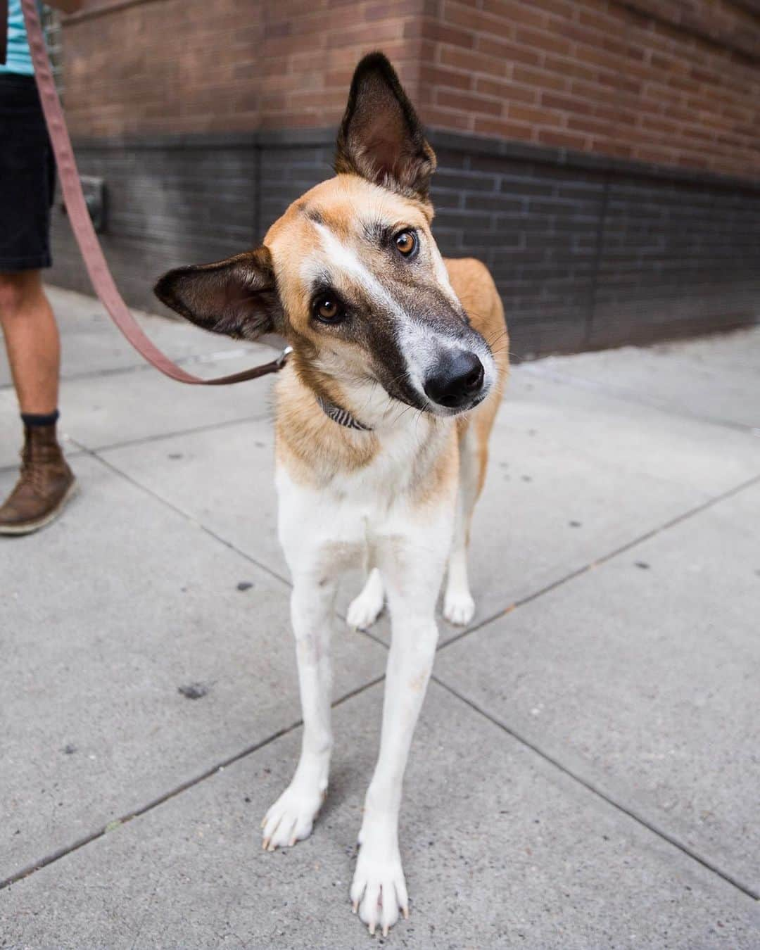 The Dogistさんのインスタグラム写真 - (The DogistInstagram)「Grace, mix (2 y/o), Prince & Thompson St., New York, NY • “She’s afraid of cows. I found her on a trip to Israel.”」7月18日 22時39分 - thedogist