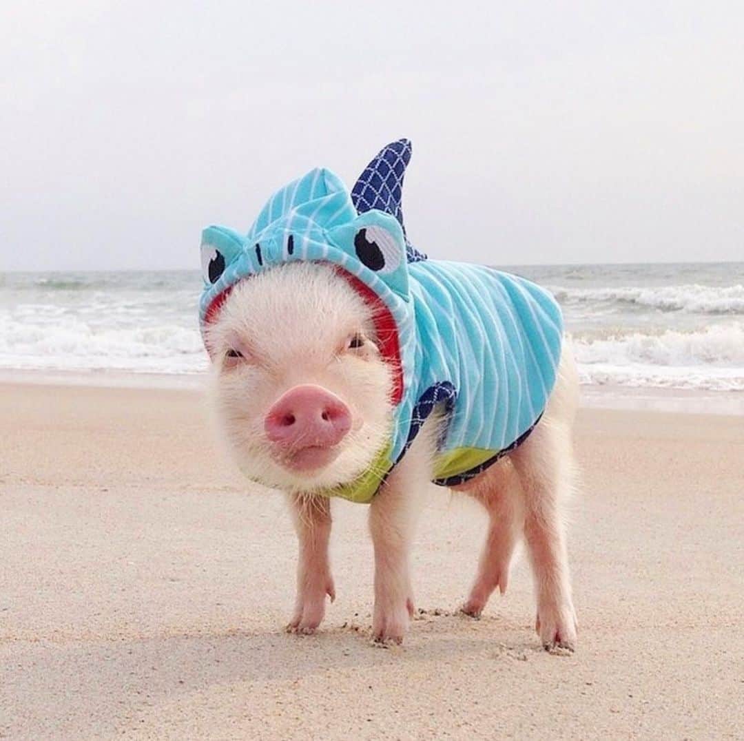 Priscilla and Poppletonさんのインスタグラム写真 - (Priscilla and PoppletonInstagram)「Throwing it back to one of the first sightings of the rare Poppleshark when he was just a baby shark! We have our hooves crossed he comes around again for SHARK WEEK later this month. He’s probably really big and scary this year!🐷💙🦈#babyshark #sharkweek #Poppleshark #tbt」7月18日 22時57分 - prissy_pig