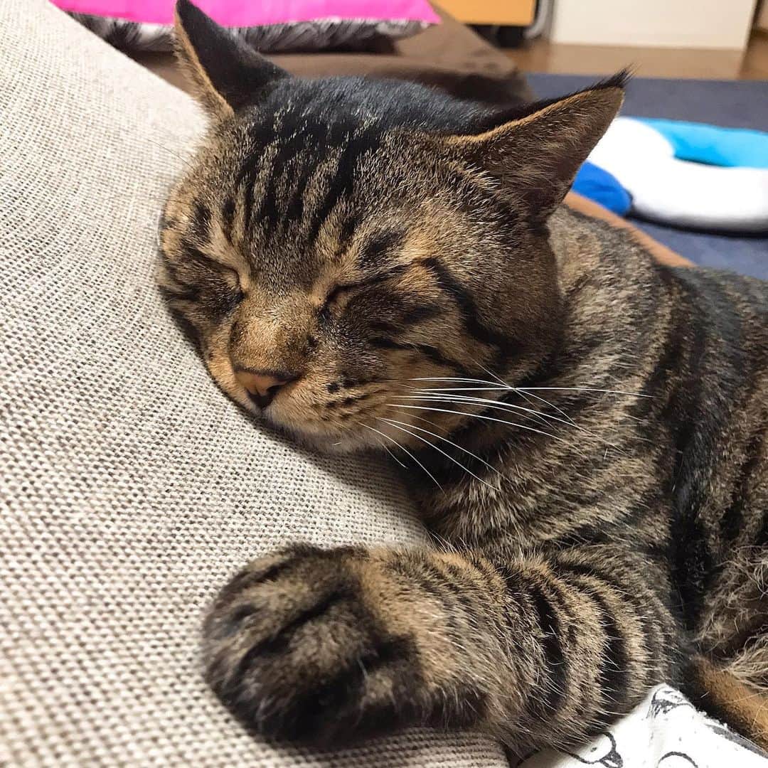 Musashiさんのインスタグラム写真 - (MusashiInstagram)「あげ忘れ夕方ムサシさん。昼ごはん後の座椅子寝。Siesta. #musashi #mck #cat #キジトラ #ムサシさん #musashi_the_cat #ねこすたぐらむ」7月18日 23時00分 - _daisy