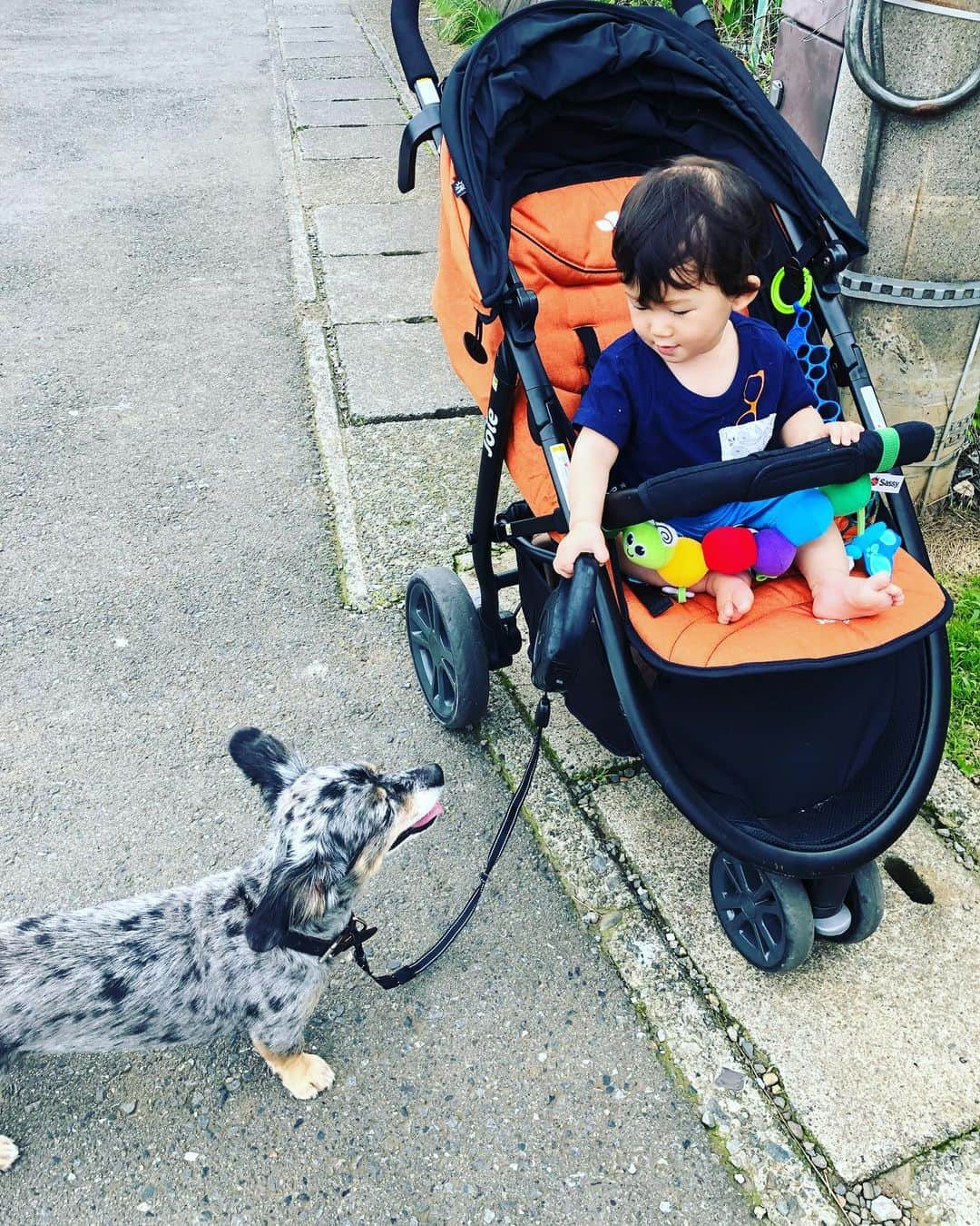 池田夢見さんのインスタグラム写真 - (池田夢見Instagram)「生後11カ月。 もう少しで一歳のバースデー。 コキチの散歩を手伝ってくれた。 なんだか去年の今からすると 赤ちゃんの成長がすごくて 感謝感激涙😳  #もうすぐ1歳  #早いような遅いような不思議な感じ  #コキチ #ずいぶん仲良くなったね  #母ちゃん嬉しかー #なんかこの写真たいらの頭ハゲて見える（笑）」7月18日 23時04分 - ikedayumemi