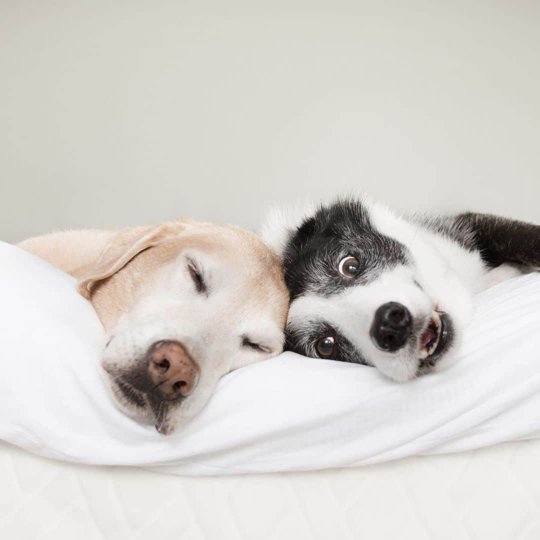 Jazzy Cooper Fostersさんのインスタグラム写真 - (Jazzy Cooper FostersInstagram)「The black and white ones always have their eyes on me. 🐼 Blonds just wanna sleep. 💤 #BBPBshow」7月18日 23時29分 - bordernerd