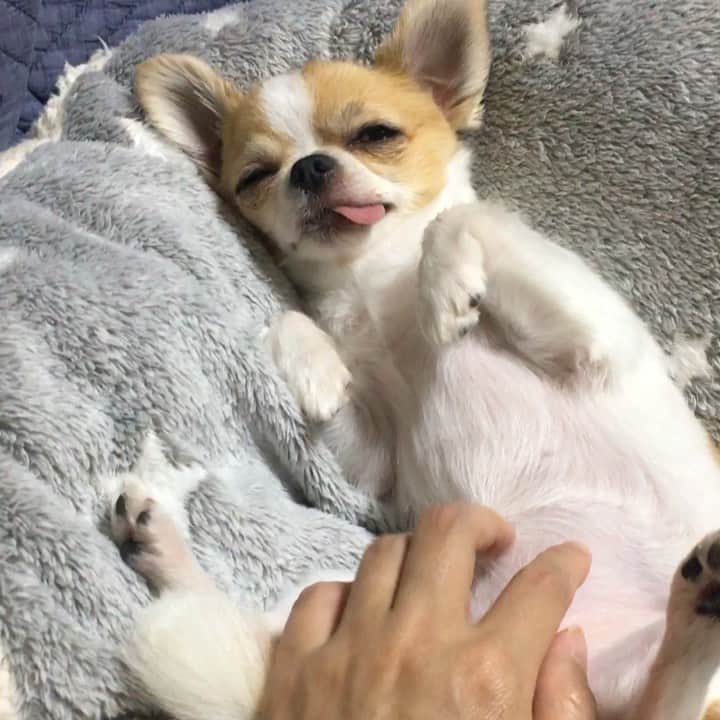 のインスタグラム：「Good night🐶💤 ・ おなかぽんぽこりん ・ カットして気づいたんだけど ちまちょっと太ってた🤭 ・ #chima #ちま #チワワ #chihuahua #ชิวาวา #ふわもこ部 #PECOいぬ部 #sniffandbarkens #WeeklyFluff #cutepetclub #doggy_lovings」