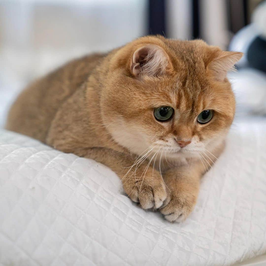 Hosicoさんのインスタグラム写真 - (HosicoInstagram)「I wait when mom makes her move in the game Monopoly and I will roll the dices. 🎲」7月18日 15時33分 - hosico_cat