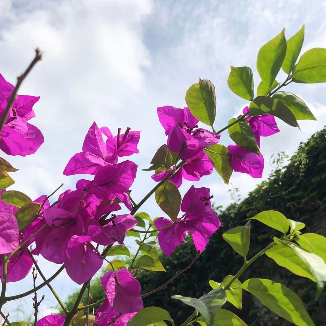 さくらももこスタッフさんのインスタグラム写真 - (さくらももこスタッフInstagram)「梅雨空の下、アトリエのブーゲンビリアが綺麗に咲いています。 「今年もちゃんと咲いたねぇ！」とさくら先生も毎年嬉しそうでした😊  #さくらももこ #ちびまる子ちゃん #コジコジ #漫画 #エッセイ #ブーゲンビリア #さくら先生との思い出」7月18日 15時43分 - sakuramomoko_staff