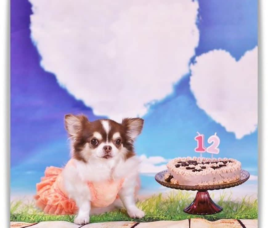 犬小屋??さんのインスタグラム写真 - (犬小屋??Instagram)「おニクちゃんの9年前のお誕生日🎂 スワイプしていただいたら9年後です㊙️ @angelica_ritsu  #chihuahua  #chihuahuafan  #チワワ #チワワ部  #ちわわ親バカ部  #ロングコートチワワ  #お誕生日 #犬小屋 #ニクすたぐらむ  #３歳 #12歳 #アンジェリーカ」7月18日 15時51分 - tiwa1109