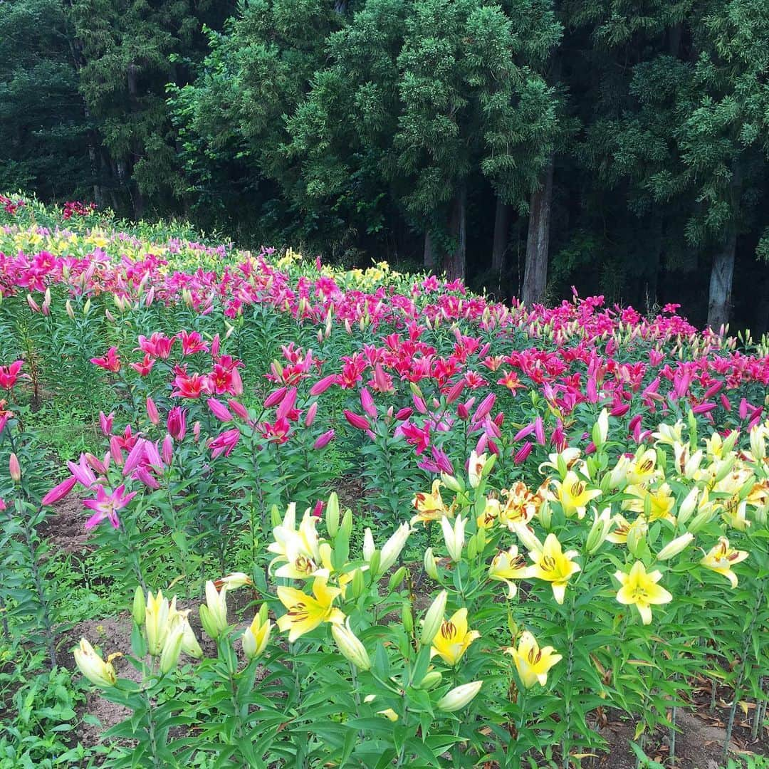 bon ponさんのインスタグラム写真 - (bon ponInstagram)「長雨が続いてなかなか出かけられずにいましたが、やっと雨の合間をみて、宮城・南くりこま高原の『一迫(いちはさま)ゆり園』へ行って来ました。 見頃は6月中旬〜7月中旬。 30000㎡の園内に200品種15万球のユリが咲き誇るそうです。 すでに最盛期は過ぎていましたが、色とりどりのユリが咲き、辺り一面に芳しい香りが漂っていました。 ・ どんよりとした梅雨空で気分まで曇りがちなので、赤いスカートを履きました❤️ bon ・シャツ(UNIQLO) ・ジーンズ(UNIQLO) pon ・デニムシャツ(Sunny Clouds) ・スカート(楽天) デニムシャツは、以前「bonponのプチプラ着こなし便利帖」の撮影の時にいただいたもの。 Pのブローチは、日本橋三越でのイベントのワークショップで作ったものです。 ・ ・ #一迫ゆり園 #夫婦 #60代 #ファッション #コーディネート #リンクコーデ #夫婦コーデ #グレイヘア #白髪 #共白髪 #couple #over60 #fashion #coordinate #instafashion #instagramjapan #greyhair #bonpon511」7月18日 16時04分 - bonpon511